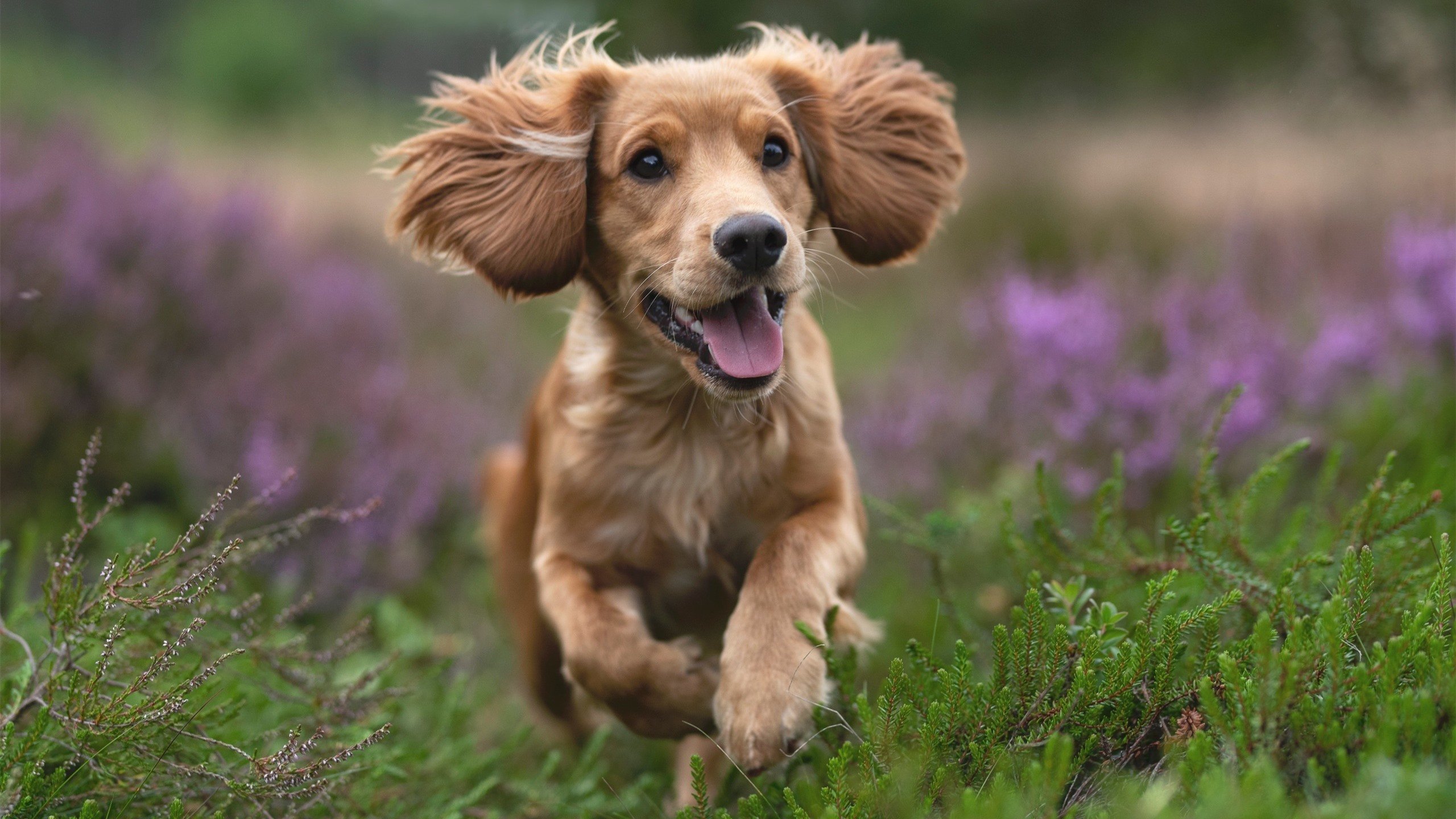 VALORANT 战队实力排名动态变化，valorant比赛规则