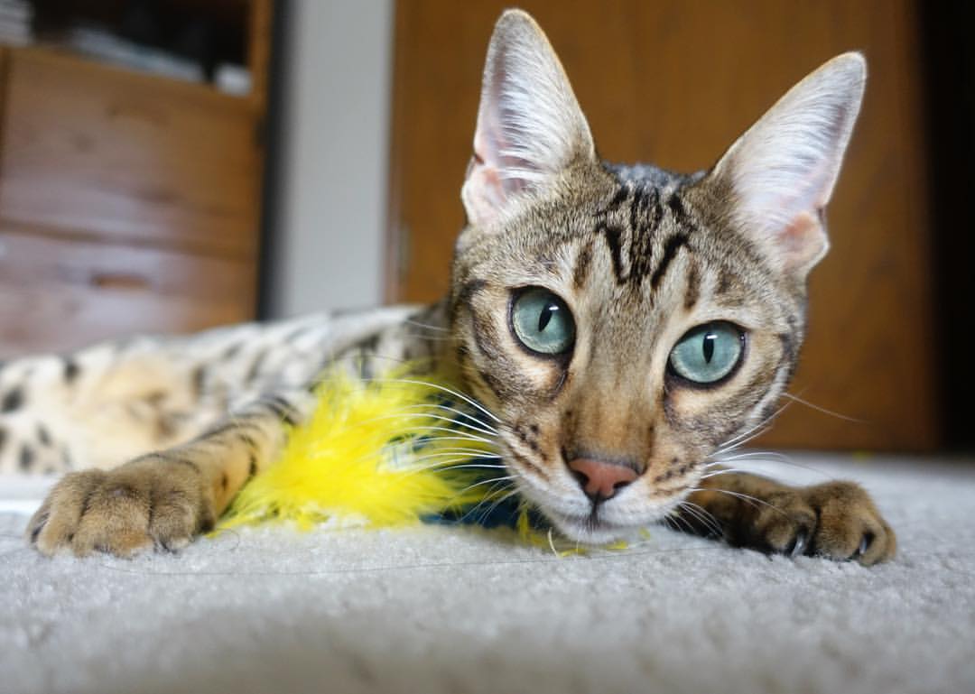 _科技融合：虚拟现实助力训练新体验_，虚拟现实技术可融合哪种感知功能