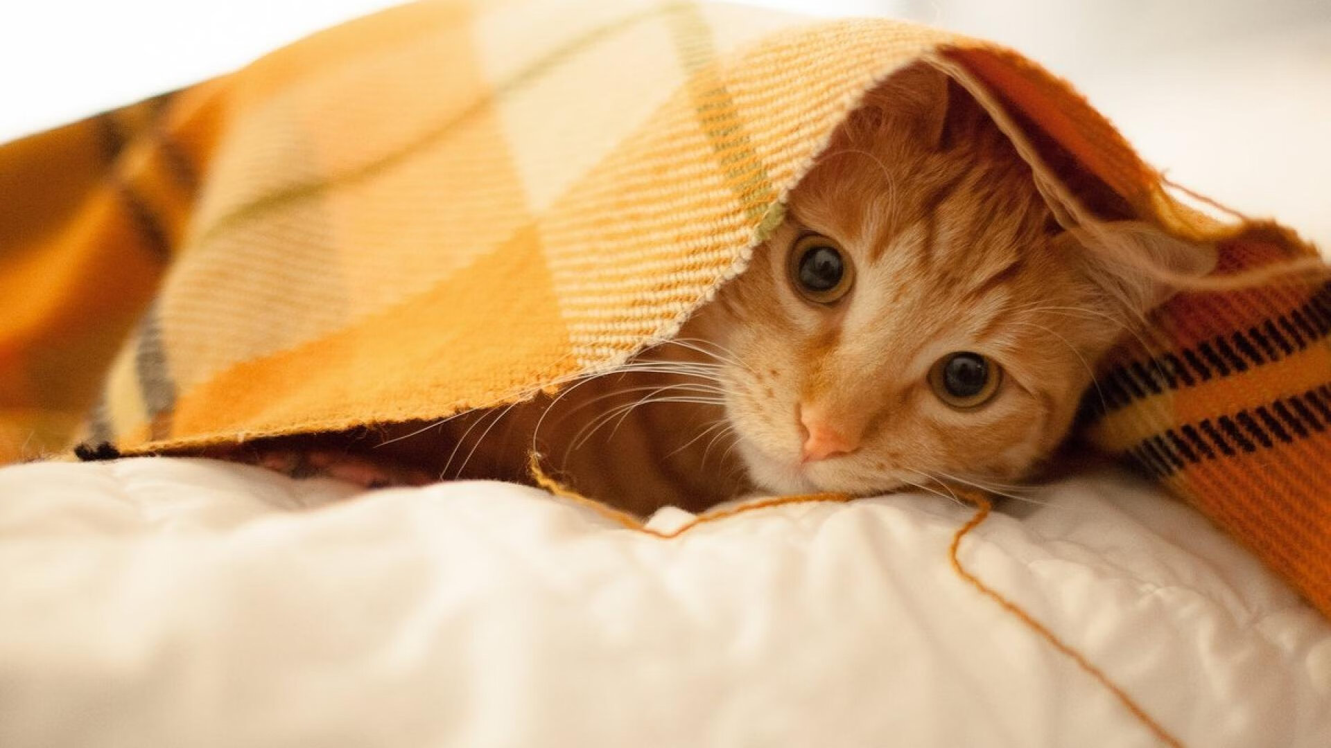 Jiuyou-“西甲明星连续爆发，场面火爆”，西甲明星球员