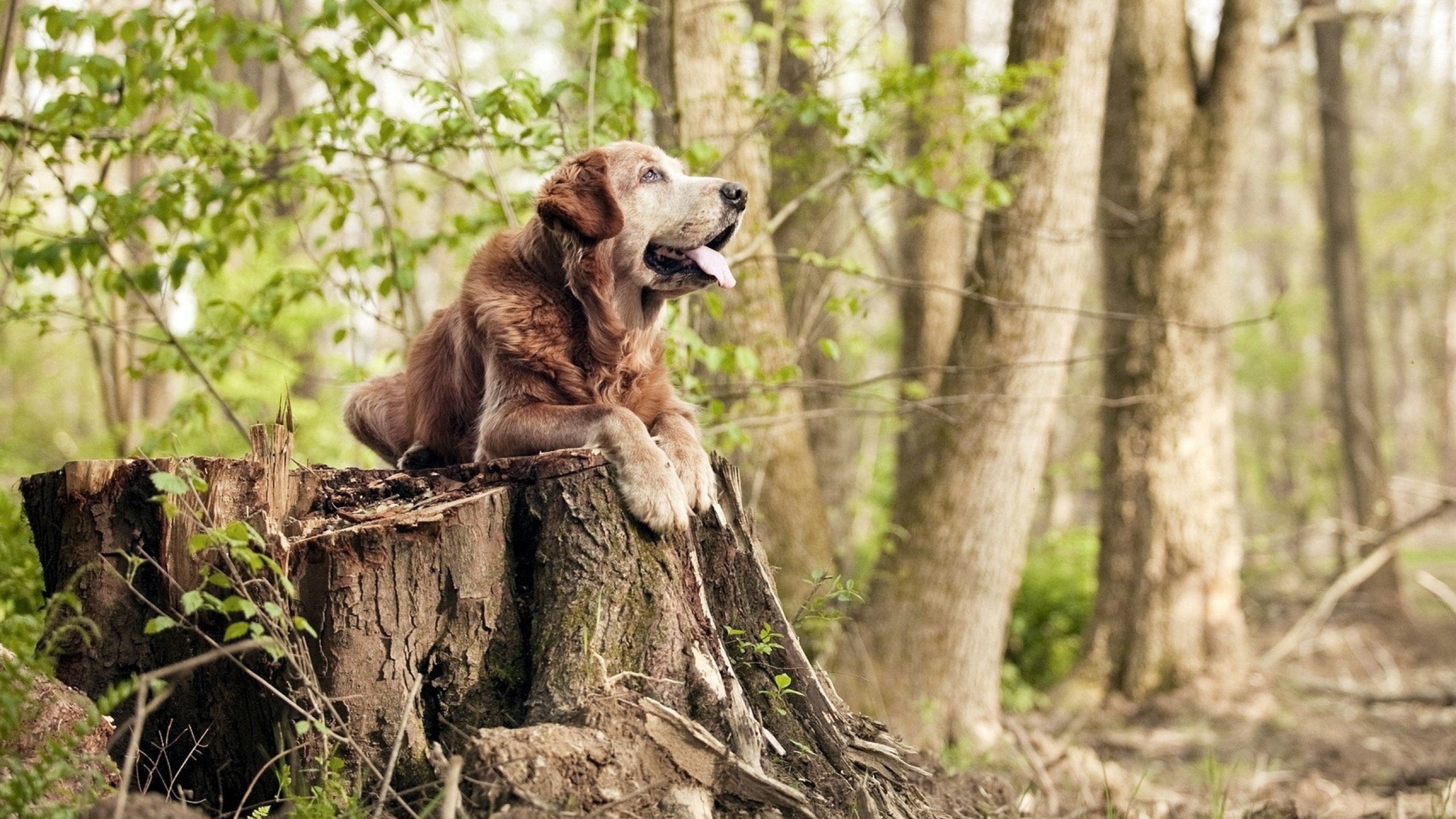 Jiu You-【硬核科技让比赛更公平】完美裁决新时代，开启“无误判”未来
