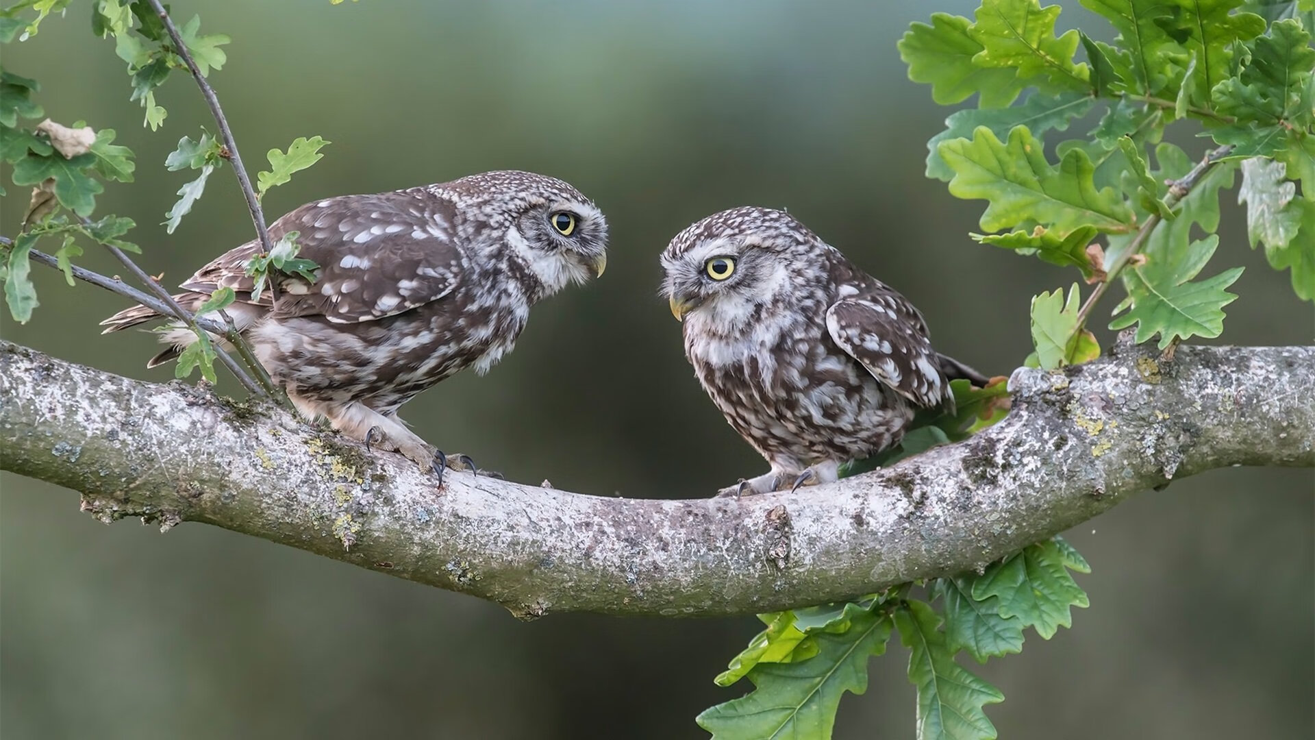 战次升级:季后赛的激烈角逐,战季2019