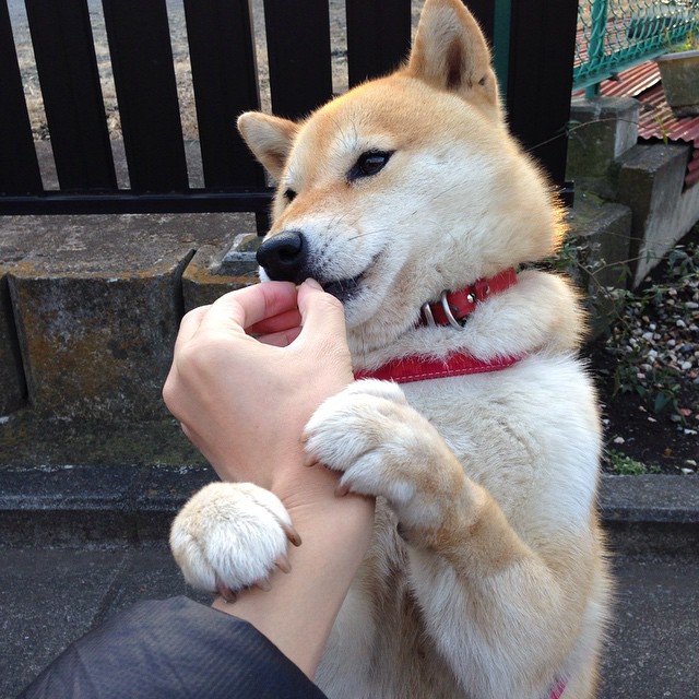 九游游戏中心官网-特色足球文化融合创新，行业品牌影响力持续扩大，足球文创产品