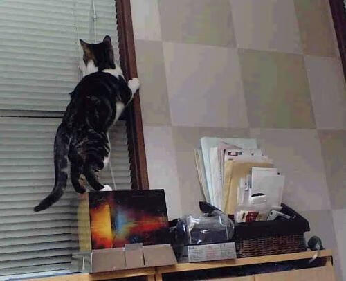 CS_GO美国粉丝支持率持续上升,csgo在国外人气比lol高吗