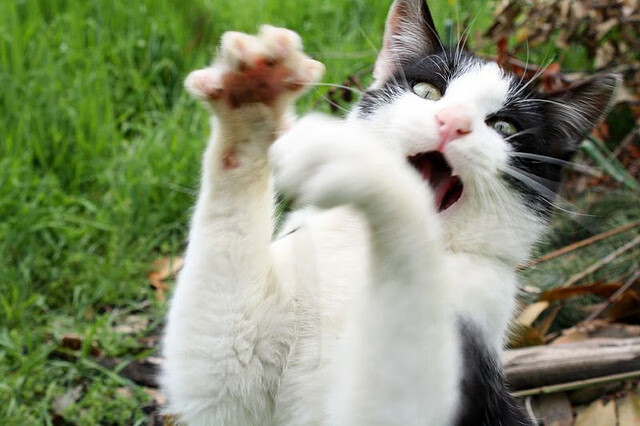 凯撒酋长青训球员升入一线队，展现潜力，凯撒酋长球衣