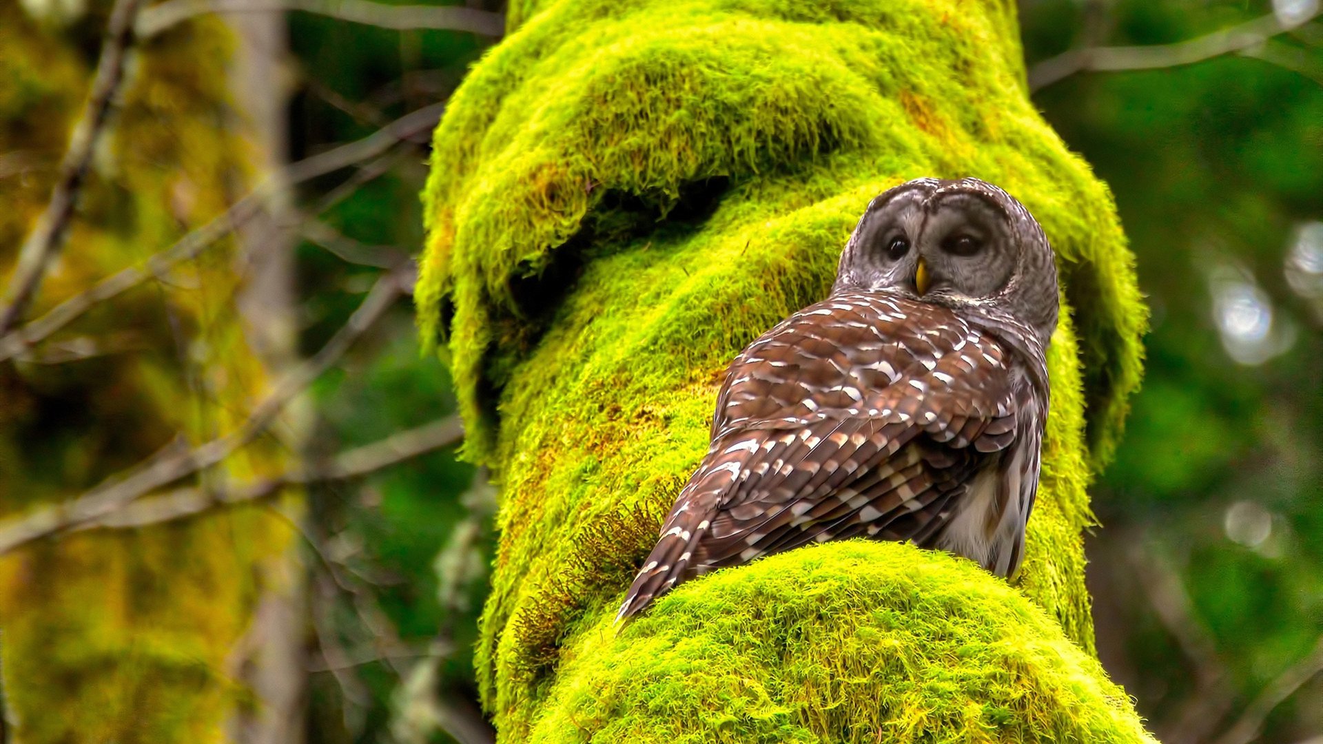 巴塞罗那遭遇突袭，陷入欧冠困境，巴塞罗那最新
