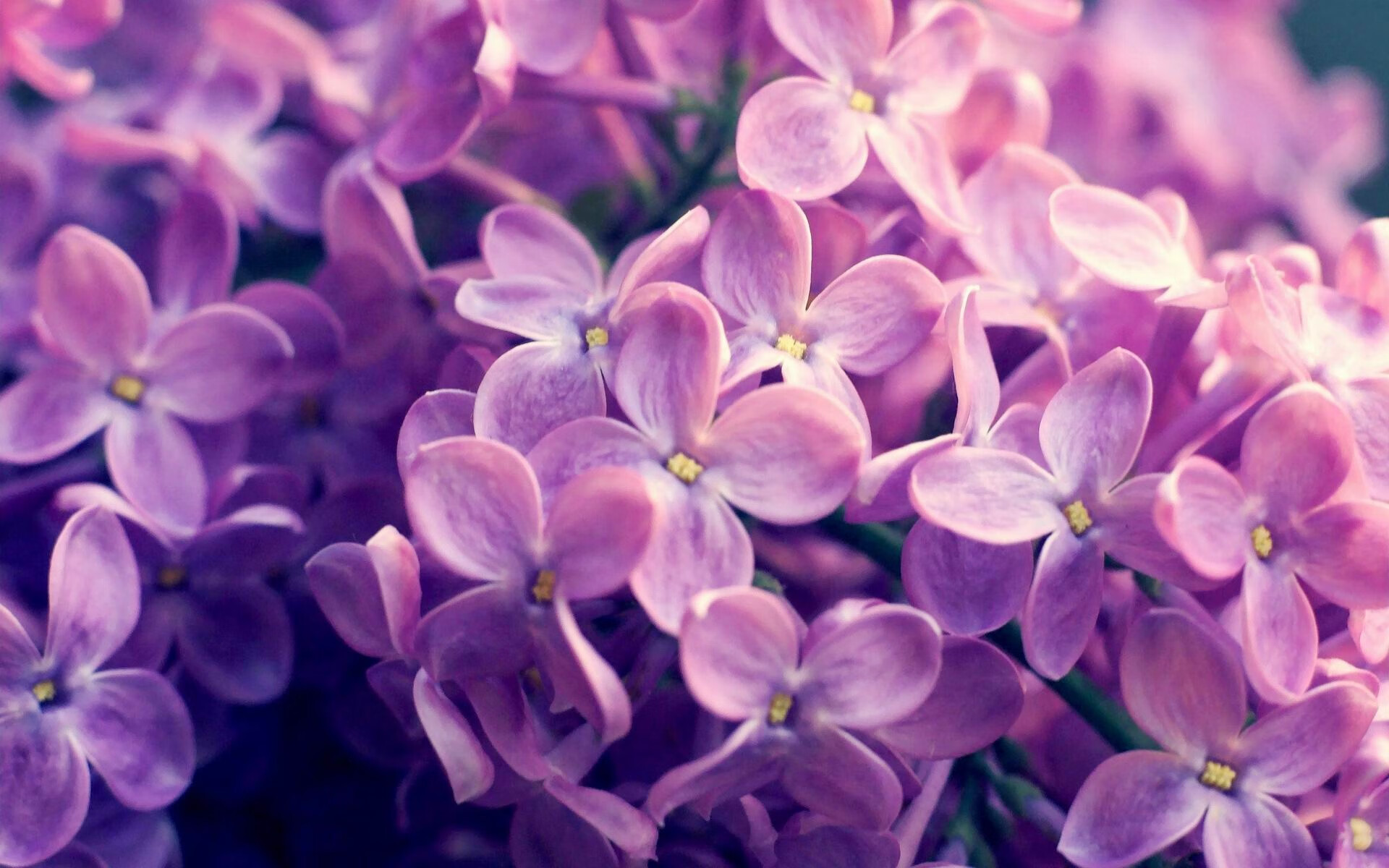 湖人主场狂胜戴维斯砍下三十六，戴维斯湖人首秀对阵勇士