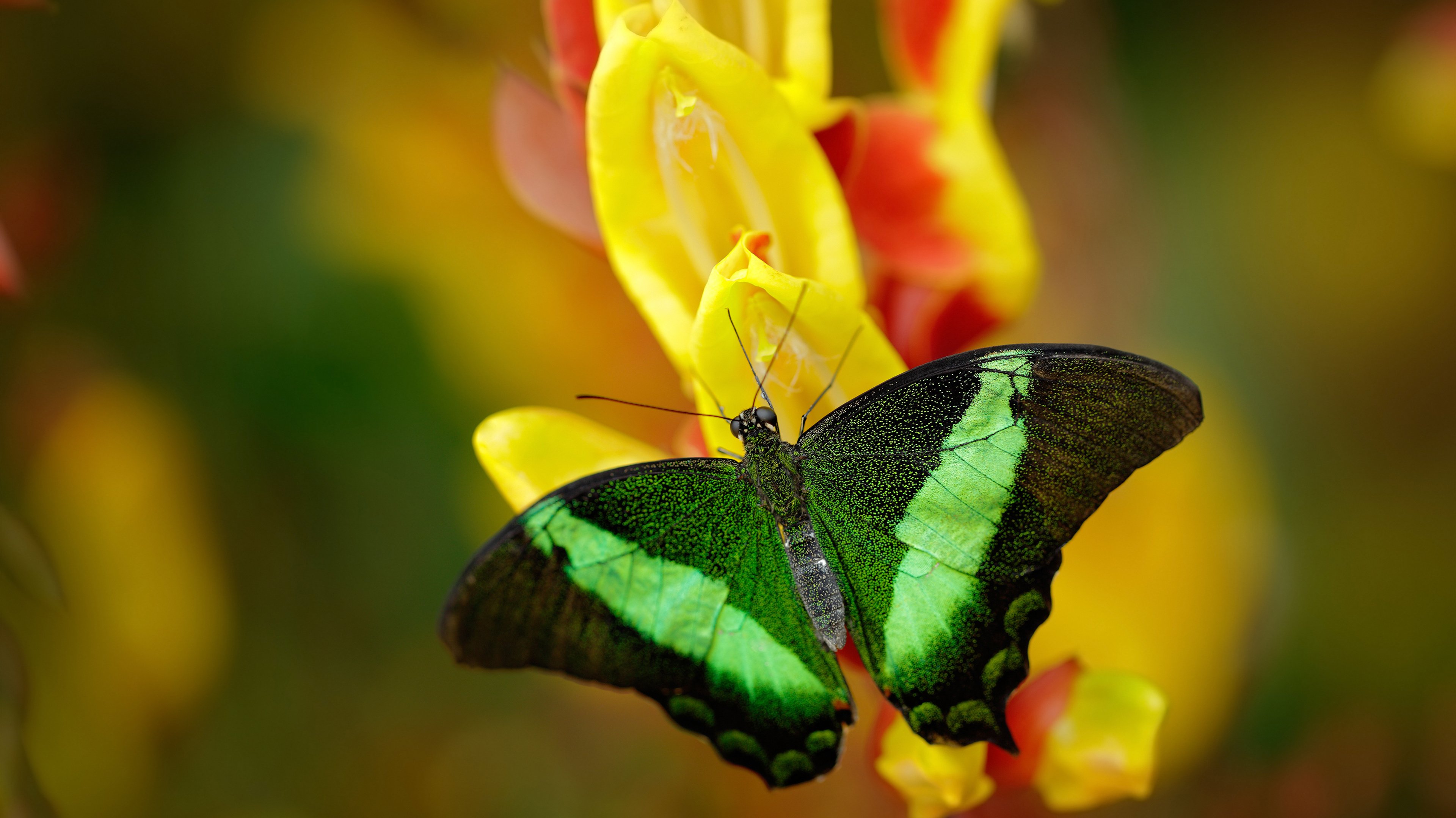 NBA联盟全球粉丝互动平台创新策略,nba联盟分享