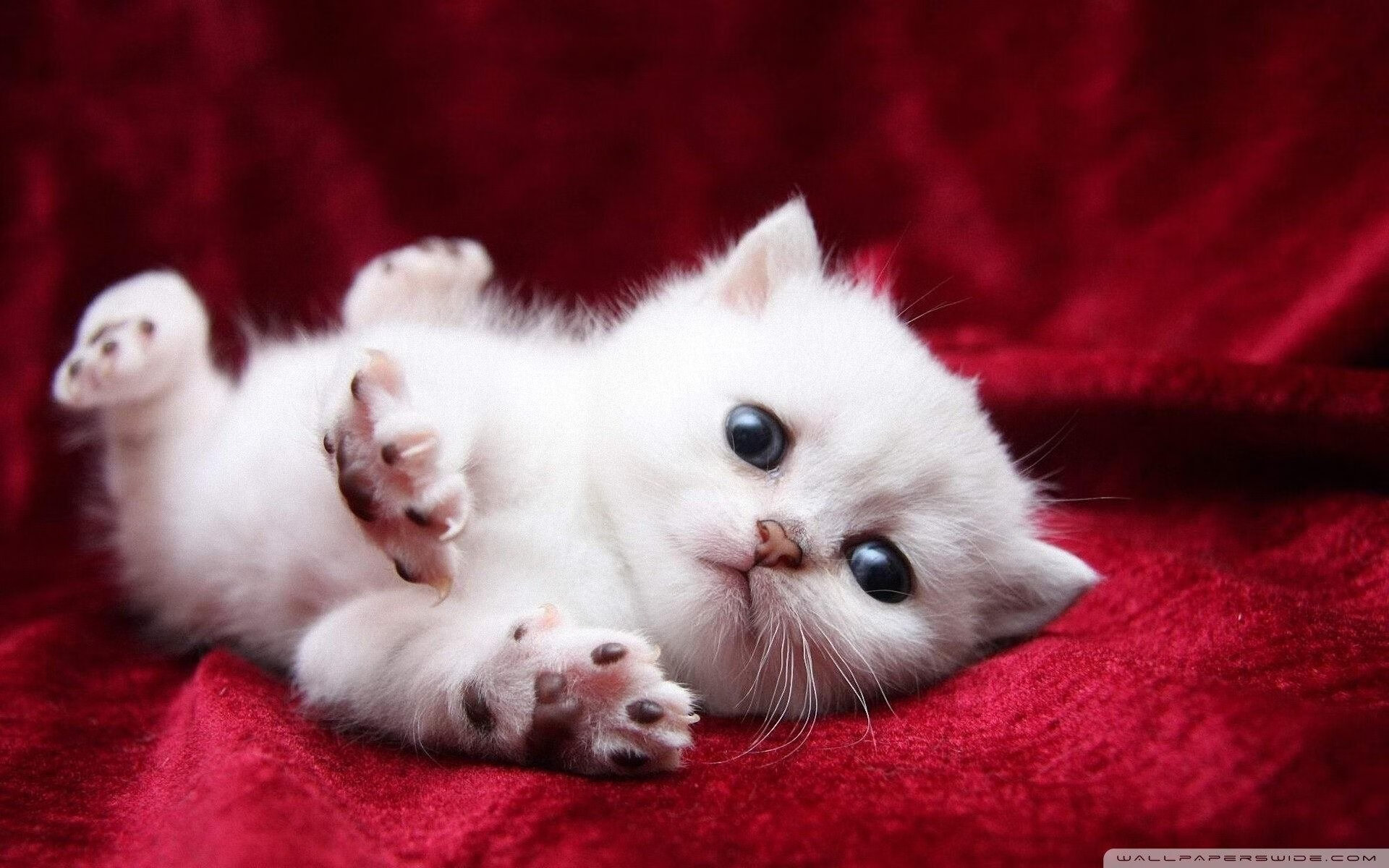 中小学体育健康促进政策执行情况分析，中小学加强体育