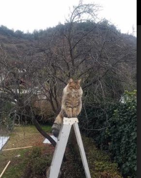 中小学体育健康促进政策执行情况分析，中小学加强体育