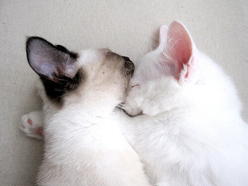 篮球运动员心理应激反应及恢复策略的实验研究,篮球运动员的心理训练