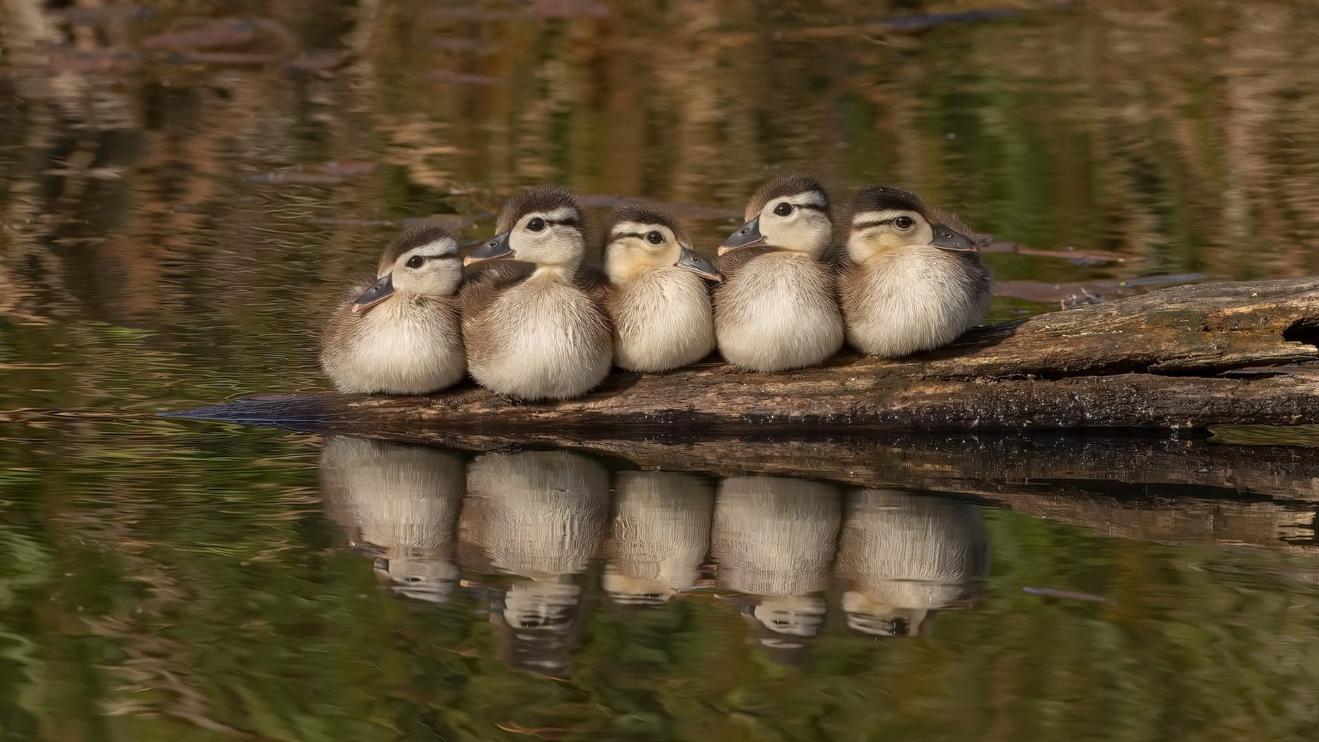 九游娱乐(jiuyou)官网-英超裁判行为受语境与语义偏差影响的实证量化研究，英超裁判排名