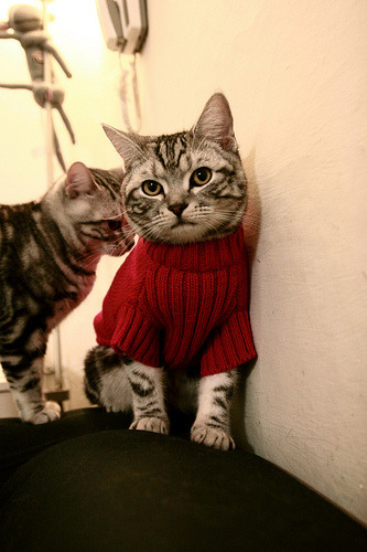 中国三人篮球女队打造全能型轮换阵容，三人篮球 中国女篮