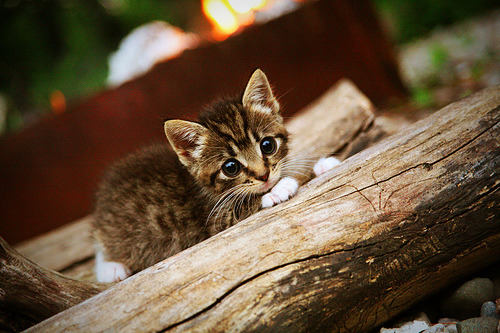 九游9游-巴黎圣日耳曼世界杯之路成经典话题，巴黎圣日耳曼球队历史