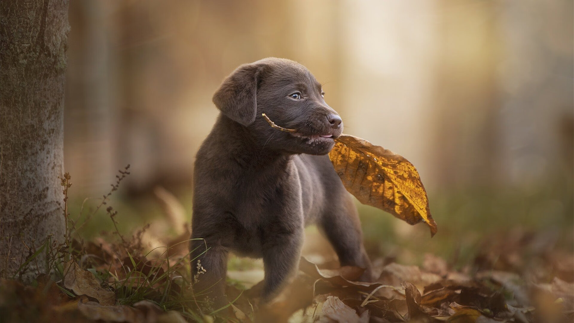 中国足球俱乐部加强青训教练人才储备，中国足球青训补偿及培训费
