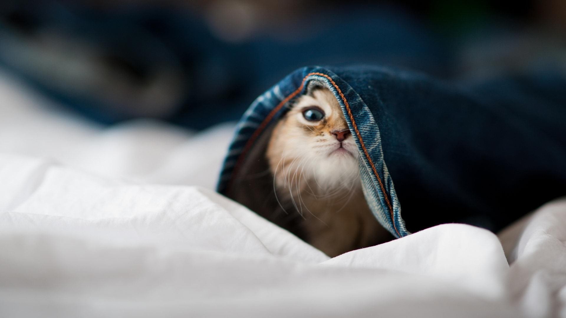 九游（jiuyou.com）游戏-中国足球青少年足球课程推广至特殊教育学校，全国青少年足球特色学校有哪些