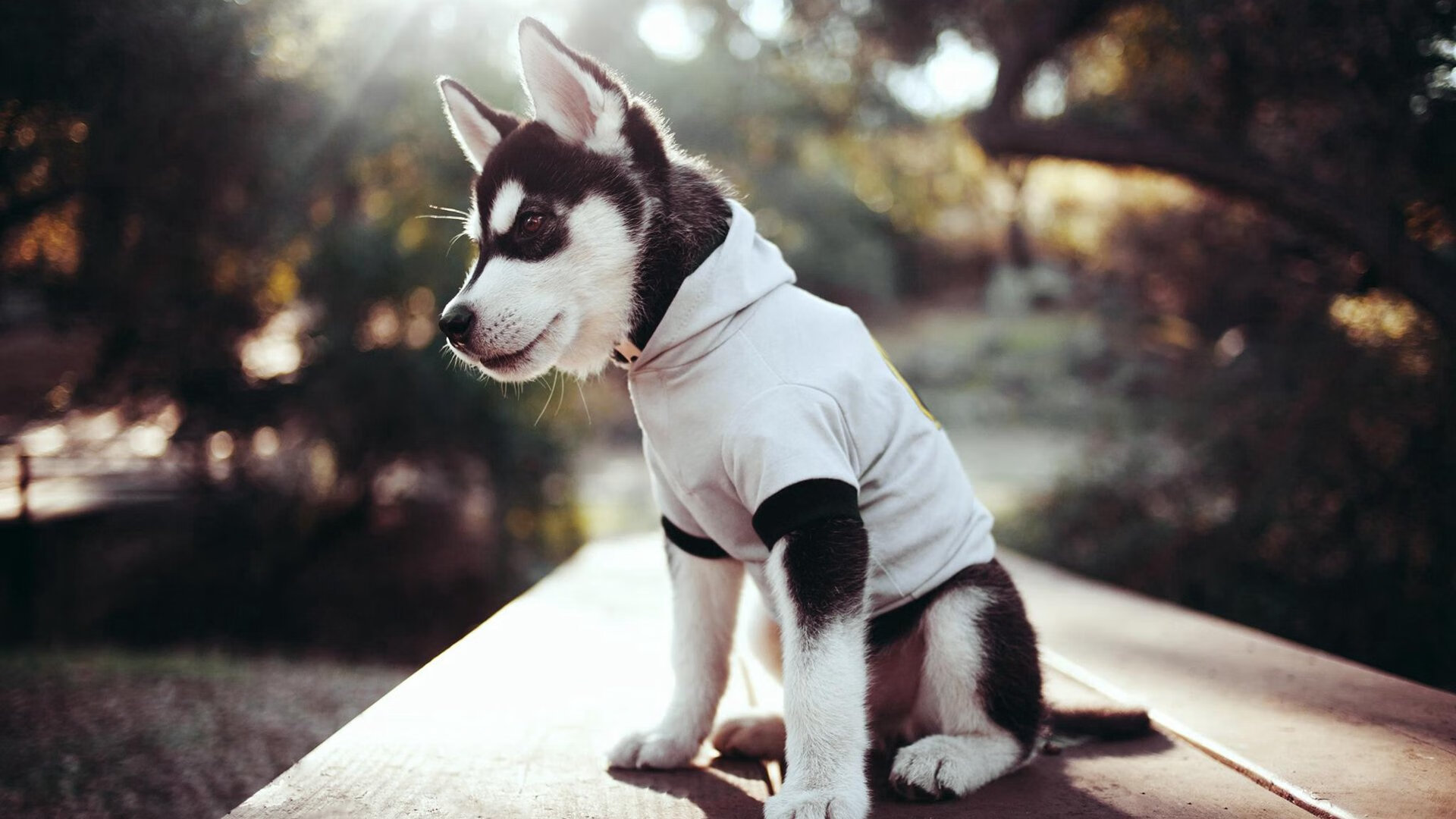 威尔士男队的青训计划未来能否成全球楷模?,威尔士球队介绍