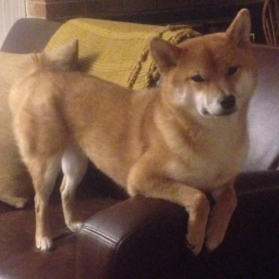 九游网页版官网入口-尼克斯新援融入体系帮助球队攻防转换流畅，尼克斯队首发阵容