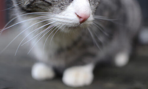 九游网页版官网-弗朗索瓦·斯图尔特：精准反击和强悍防守是南非队重要胜利保障