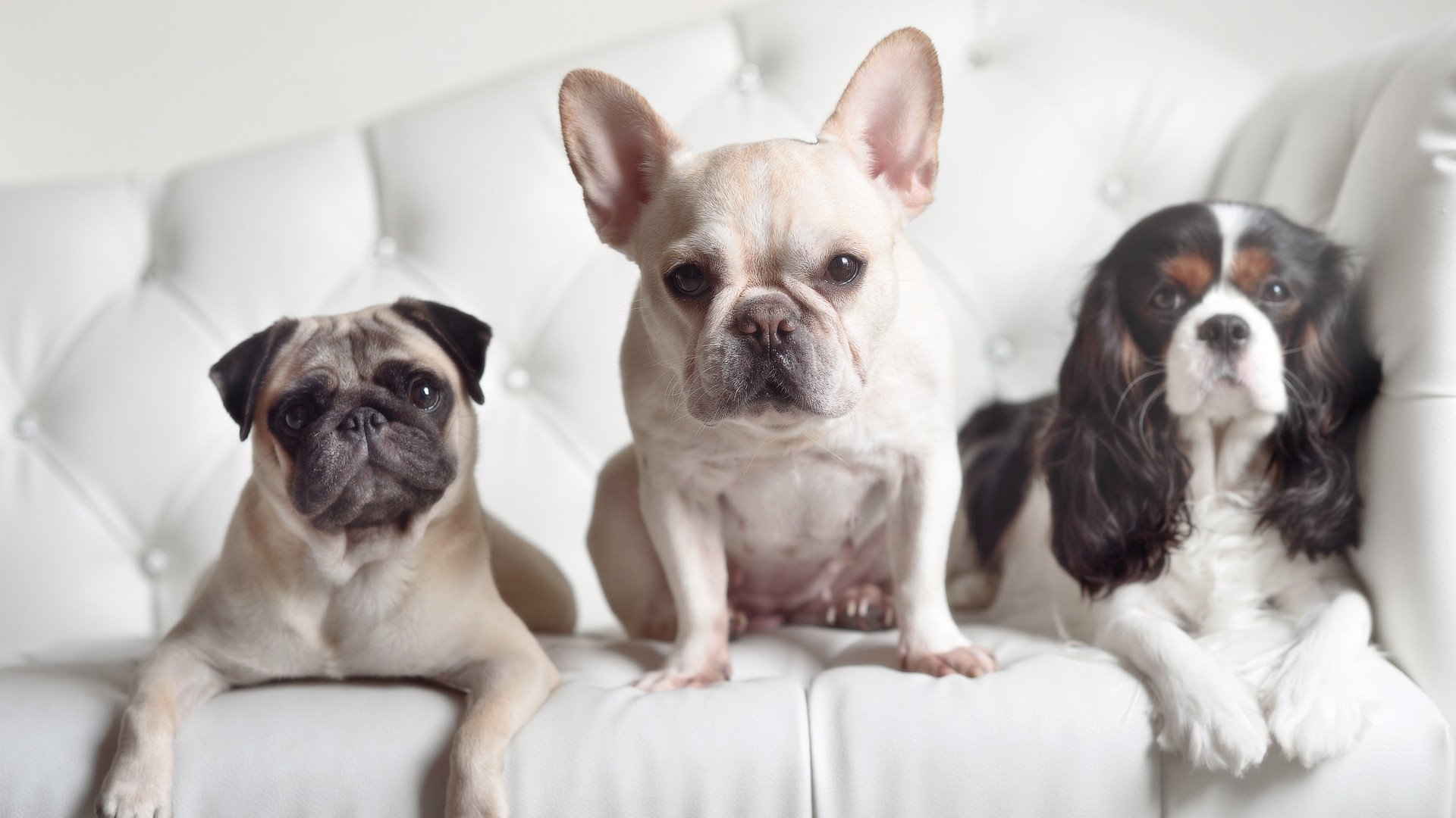 九游-普费夫决赛表现稳健展现实力，普列夫比赛视频