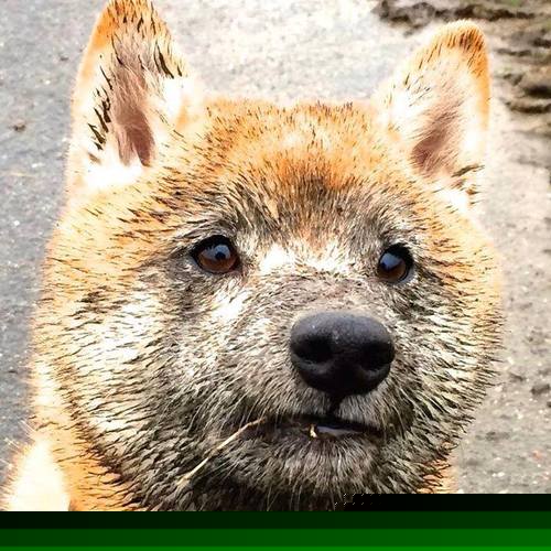 Jiuyou-欧洲杯一触即发：激情、策略、突破不断交织，欧洲欧洲杯