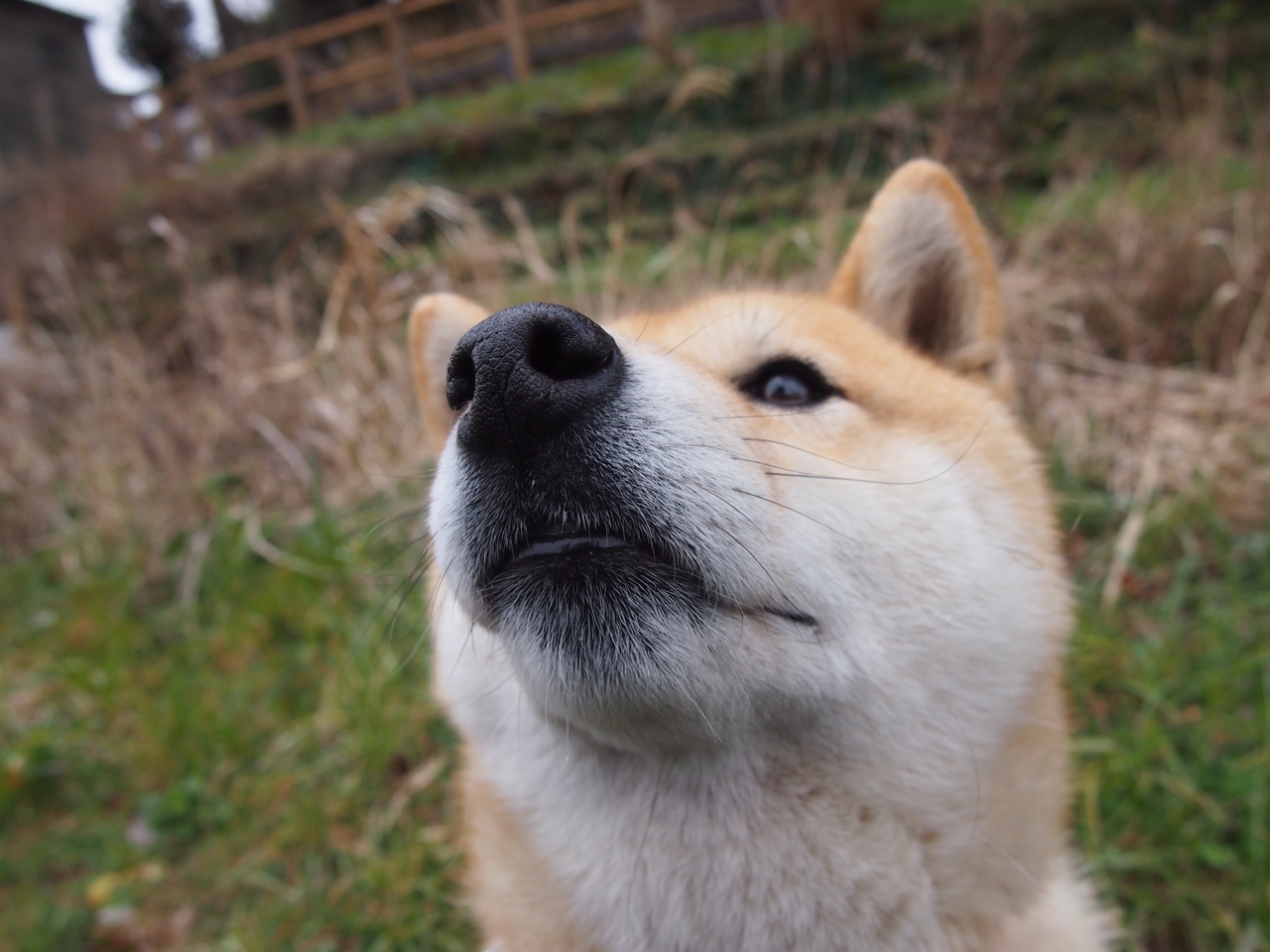 法甲激战正酣:球场上的智勇较量,法甲 经典比赛