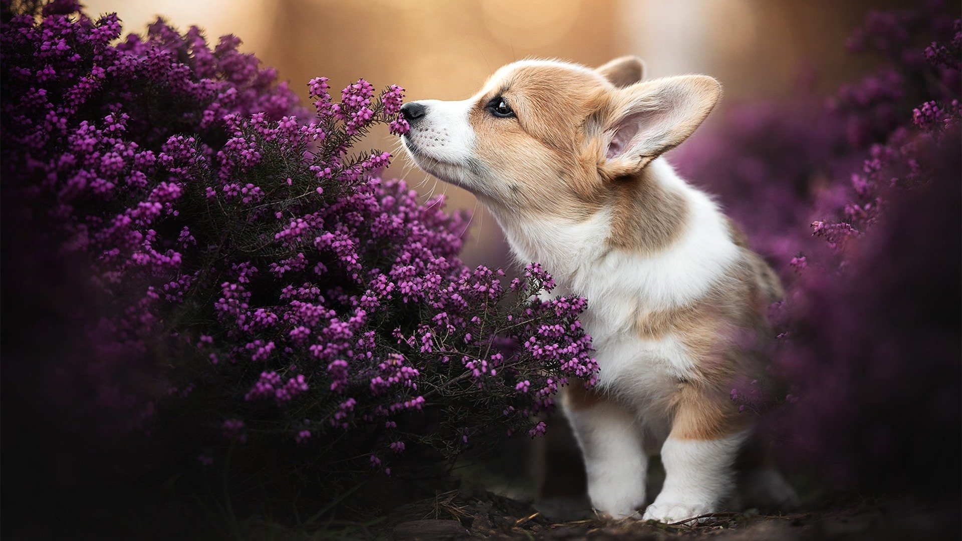 英超最后冲刺：每一场都至关重要，英超最后两轮分析