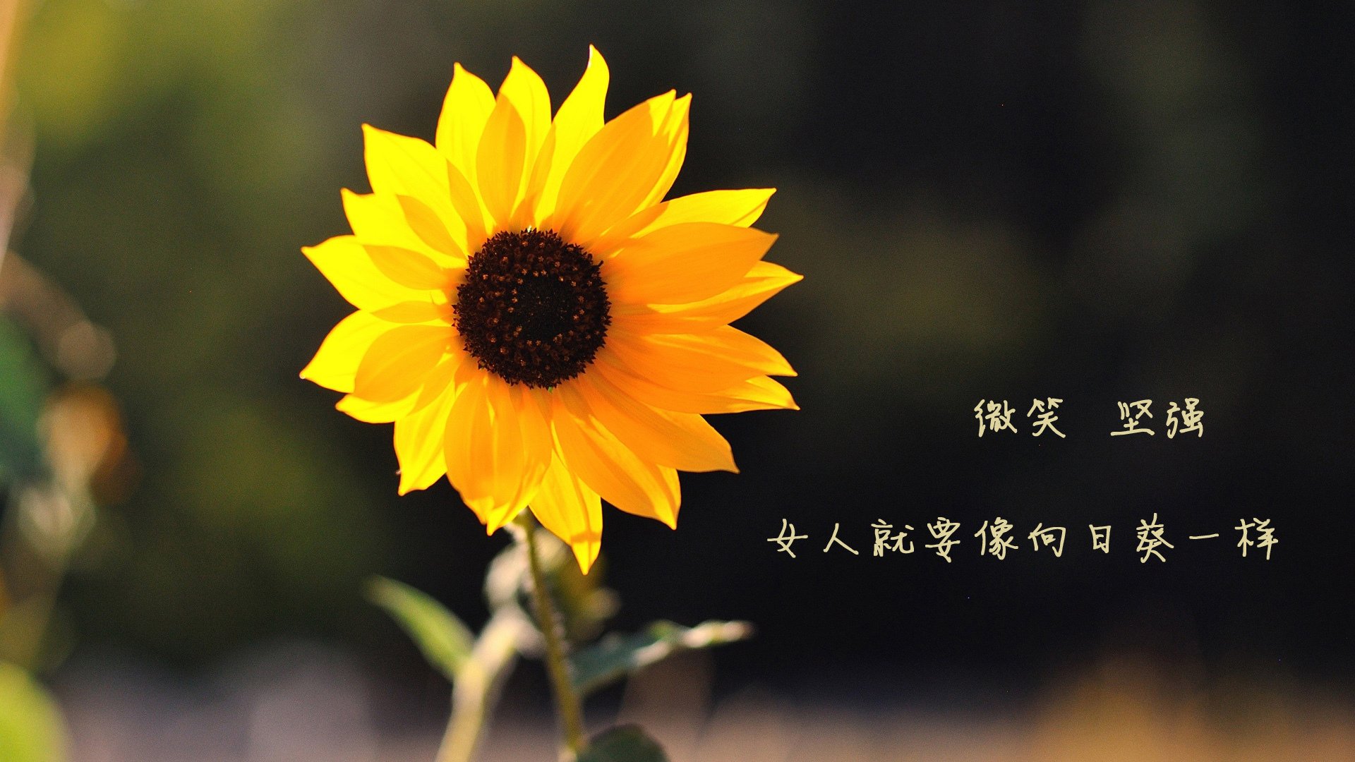 阿根廷再夺冠军世界杯，阿根廷队世界杯冠军